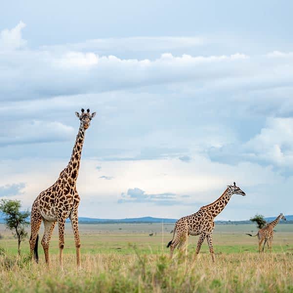 Read more about Serengeti animal life