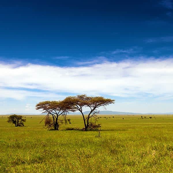 Reasd more about Serengeti conservation