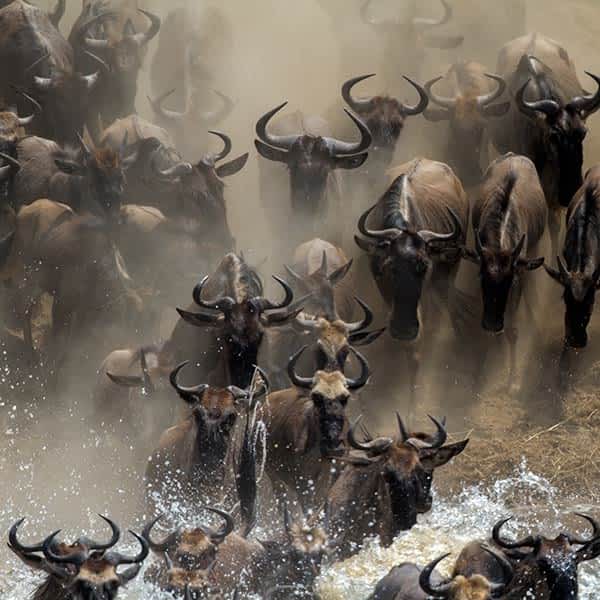 Read more about the Great Migration