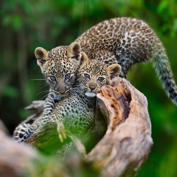 Wildlife in Serengeti National Park